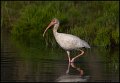 _0SB6970 white ibis